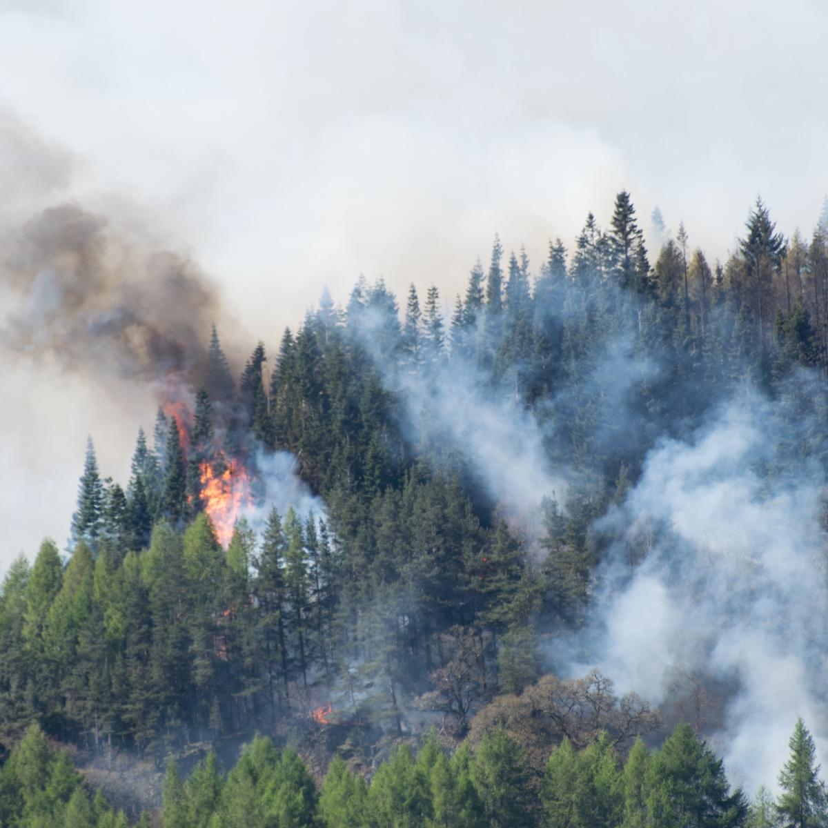 Sobre los incendios forestales
